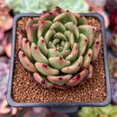 Echeveria Agavoides 'Reon' 2" Succulent Plant