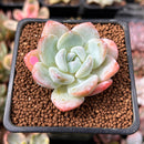 Echeveria 'Icy Green' 1" Succulent Plant