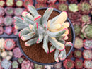 Cotyledon 'Orbiculata' Variegated 4"-5" Large Cluster Succulent Plant