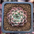 Echeveria 'Primavera' 1" Succulent Plant