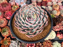 Echeveria 'Keralean' 4" Succulent Plant