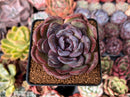 Echeveria Hybrid sp. 3" Succulent Plant