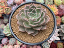 Echeveria Agavoides sp. 4" Succulent Plant