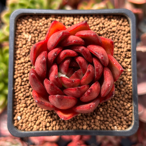 Echeveria Agavoides 'Rubra' 1"-2" Succulent Plant