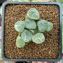 Haworthia Maughanii 'Mirage' 1" Succulent Plant