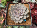 Echeveria 'Helena' Hybrid 3" Succulent Plant