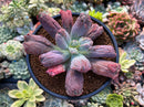 Echeveria 'Linguas' 3" Succulent Plant