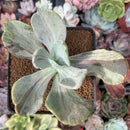 Pachyveria 'Jocelyns Joy' Variegated 3" Succulent Plant