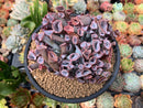 Echeveria 'Trumpet Pinky' 5" Cluster Succulent Plant