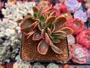 Echeveria 'Fimbriata' Variegated AKA 'Fasciculata' Crested 3" Succulent Plant