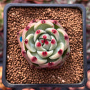 Echeveria Agavoides 'Blue Dragon' 1" Small Succulent Plant