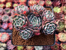 Echeveria 'Nanahukumini' 3"-4" Cluster Succulent Plant