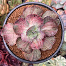 Echeveria 'Suyon Frill' Variegated 4"-5" Succulent Plant