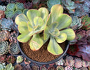 Echeveria 'Enfant' Variegated 4" Cluster Succulent Plant