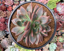 Echeveria 'Baekya' Triple Head 4"-5" Succulent Plant
