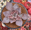 Echeveria 'Rodolfi' 4" Succulent Plant
