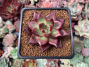 Echeveria Agavoides 'Red Beach' 2" Succulent Plant