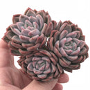 Echeveria sp Cluster 3” Rare Succulent Plant