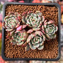 Echeveria 'Nanahukumini' 1" Cluster Succulent Plant