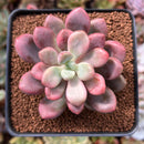 Echeveria 'Polari Heart' 2" Succulent Plant