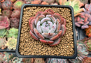 Echeveria 'Horizon' 2" Succulent Plant