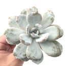 Echeveria 'Laui' 3"-4" Powdery Succulent Plant