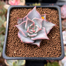 Echeveria 'Madiba' 1"-2" Succulent Plant