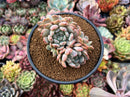 Echeveria 'Viyant' 4" Cluster Succulent Plant