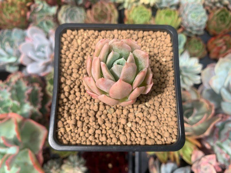 rose queen succulent Echeveria 'Rose Queen' 1" Succulent Plant – True Succulents Plant Co