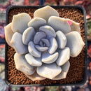 Echeveria 'Tiramisu' 2"-3" Succulent Plant