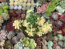 Echeveria 'Minibelle' Variegated 4"-5" Succulent Plant