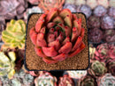 Echeveria Agavoides sp. 3" Succulent Plant