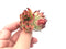 Echeveria 'Rose Garnet' 2" Rare Succulent Plant