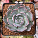 Echeveria 'Pink Lipstick' 2" Succulent Plant