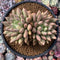 Pachyphytum 'Orange Light' 5" Succulent Plant