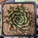 Echeveria Agavoides 'Sarabony' 2" Succulent Plant