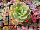 Echeveria 'Arenas' 3"-4" Succulent Plant