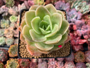 Echeveria 'Arenas' 3"-4" Succulent Plant