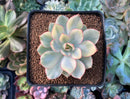 Echeveria 'Esther' Variegated 3" Succulent Plant