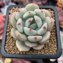 Echeveria 'Beach Ball' 1"-2" New Hybrid Succulent Plant