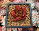 Echeveria Agavoides 'Ebony' Selected Clone 1" Succulent Plant
