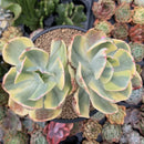 Echeveria 'Enfant' Variegated Cluster 5" Large Succulent Plant