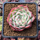Echeveria 'Pink Crystal' 2" Succulent Plant