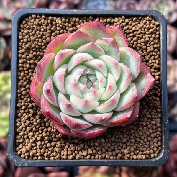 pat's pink succulent Echeveria 'Pink Crystal' 2" Succulent Plant – True Succulents Plant Co