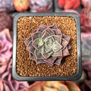 Echeveria 'Water Drop' 1" New Hybrid Succulent Plant