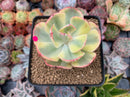 Echeveria 'Enfant' Variegated 2"-3" Succulent Plant