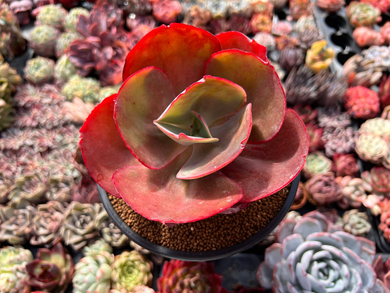 opal succulent Echeveria 'Opal Moon' 4" Succulent Plant – True Succulents Plant Co