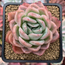 Echeveria 'Japanese Raspberry' 3" Succulent Plant