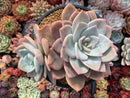 Echeveria 'Bianca' 6" Large Cluster Succulent Plant
