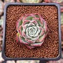 Echeveria sp. 2" Succulent Plant